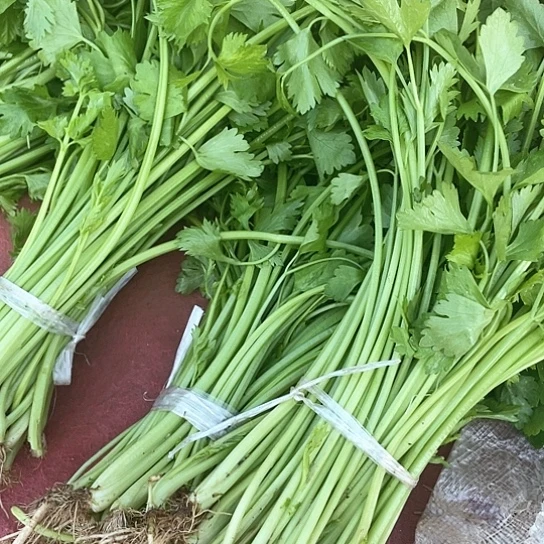中国大陆芹菜本地芹菜含箱子两斤