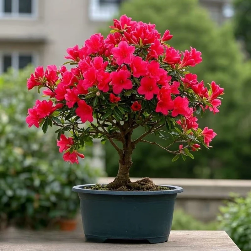 四季开花映山红盆栽花卉树苗室内外庭院阳台盆景植物好养易活绿植