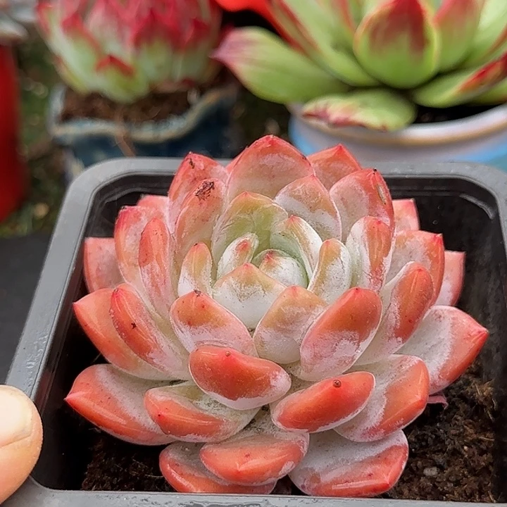 血橙惊鸿一物一拍包装收缩花旱
