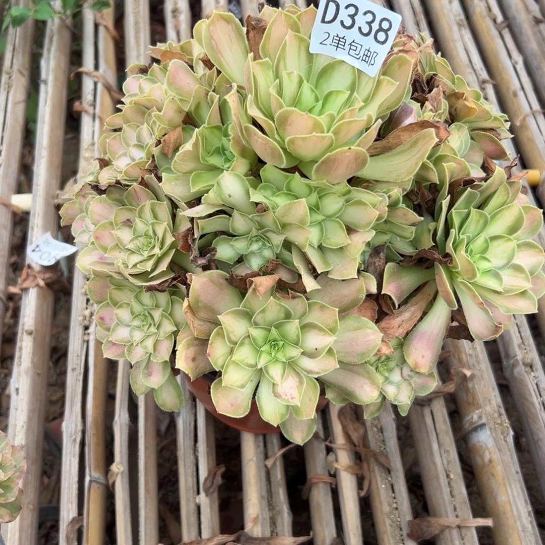 338多肉   韶华不包断头