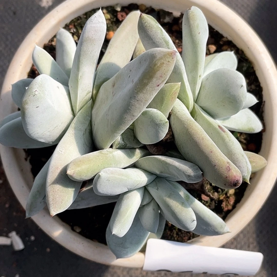 【闪购商品】花朵拇指特价不售后6490