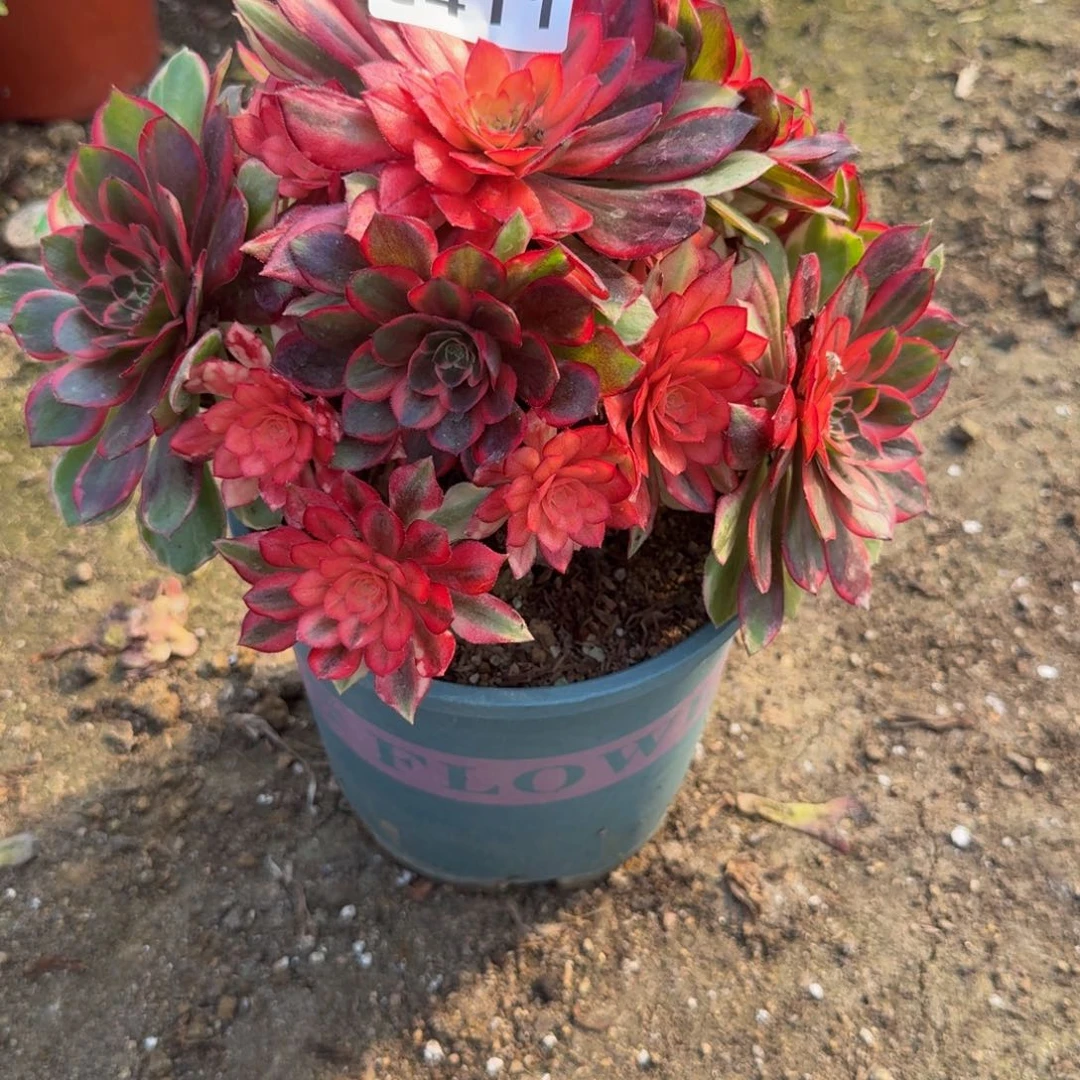 411，黑魔锦。多肉植物