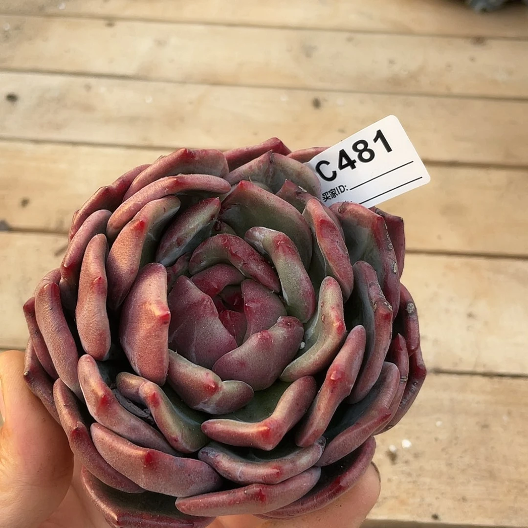 若如东云单拍C481