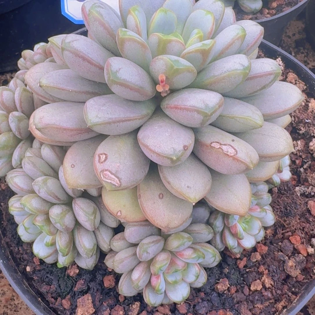 ?****?815葡萄凡艺多肉