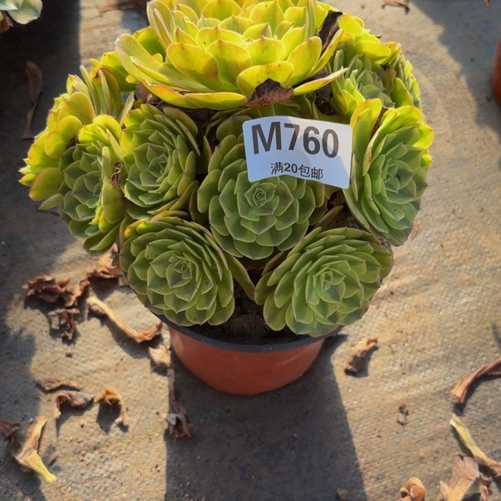 瑞妈多肉园艺760雨荷