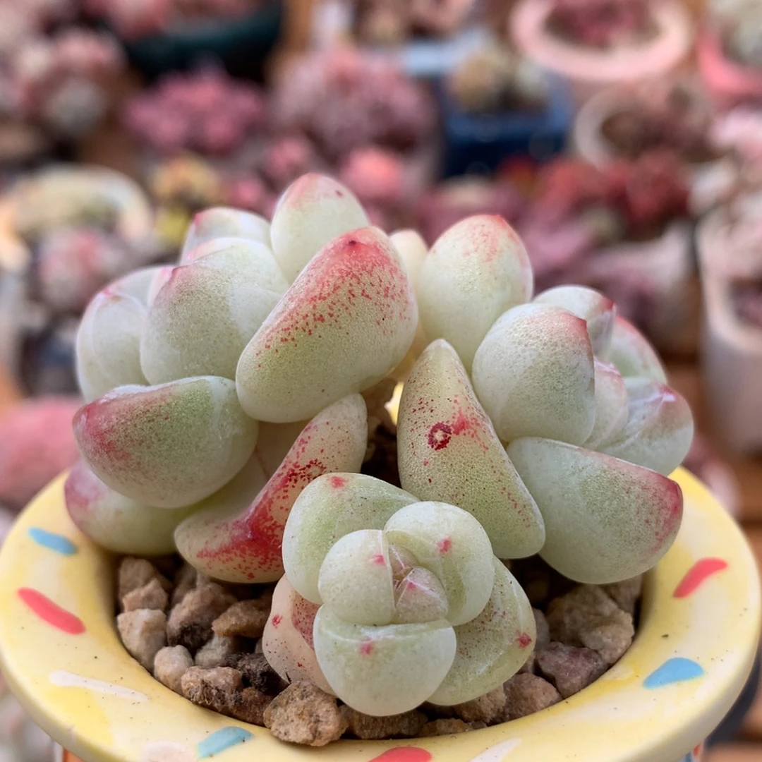 冰玉一物一拍 004