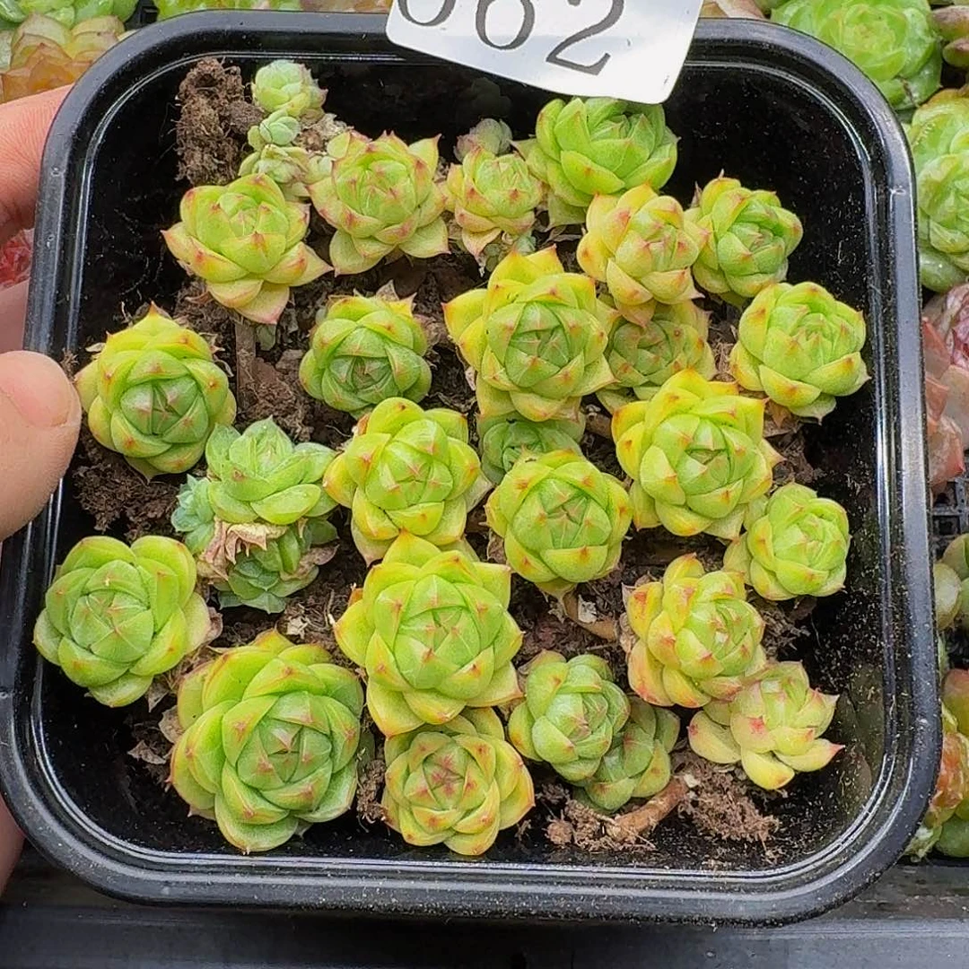 多肉植物多肉植物662