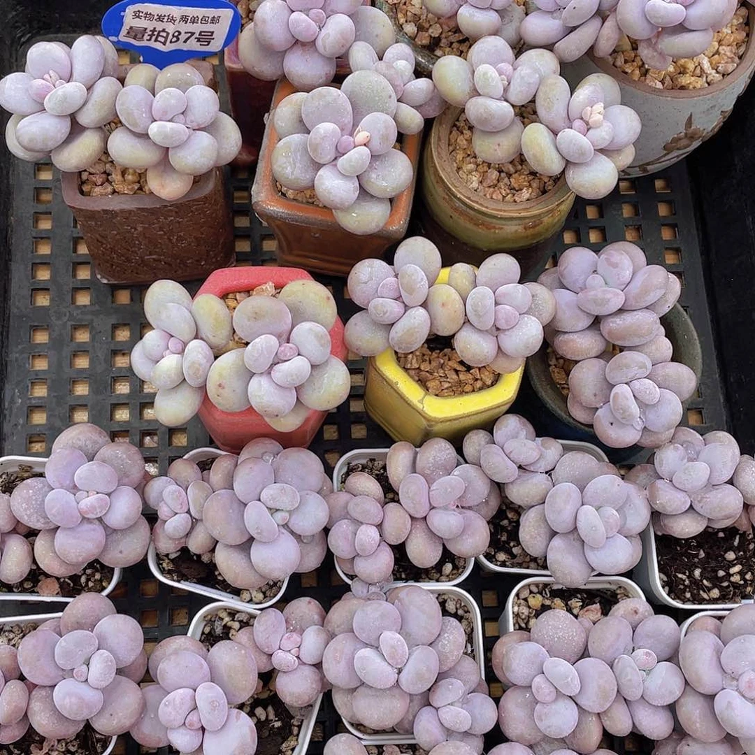 量拍87号 大叶奶水光针原始奶双头一个