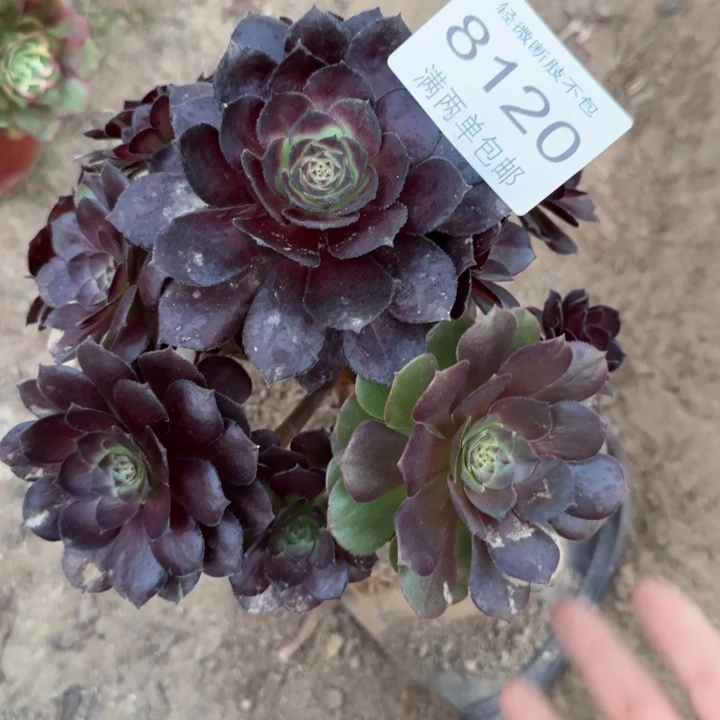 8120黑美人多肉植物