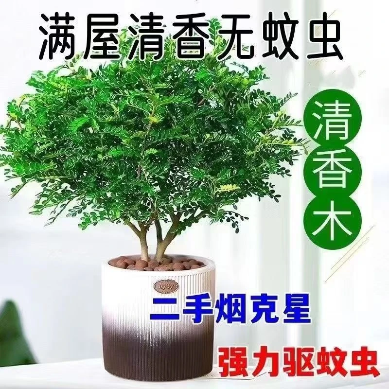 胡椒木清香木驱蚊虫盆栽胡椒木四季好养净化空气吸甲醛植物
