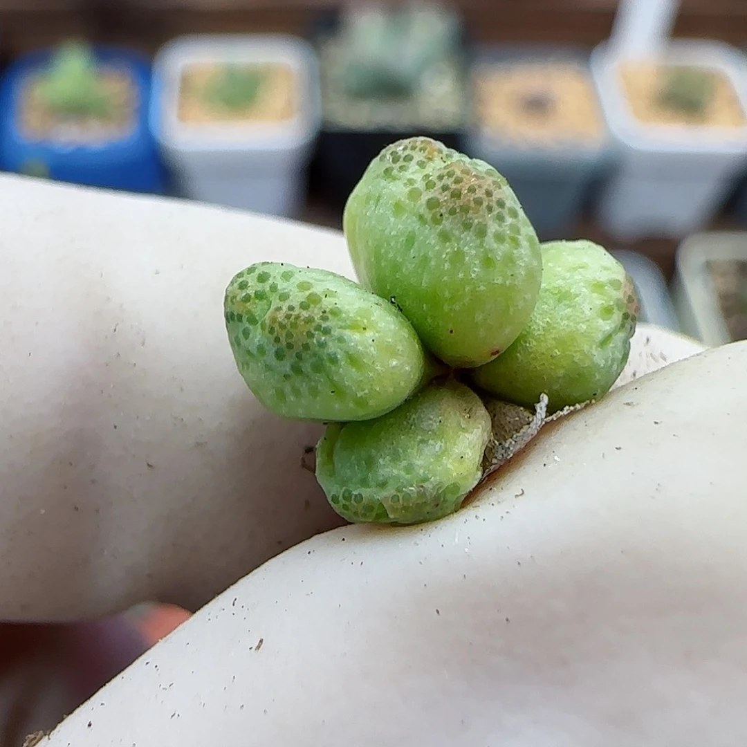 164园艺125-1龙猫