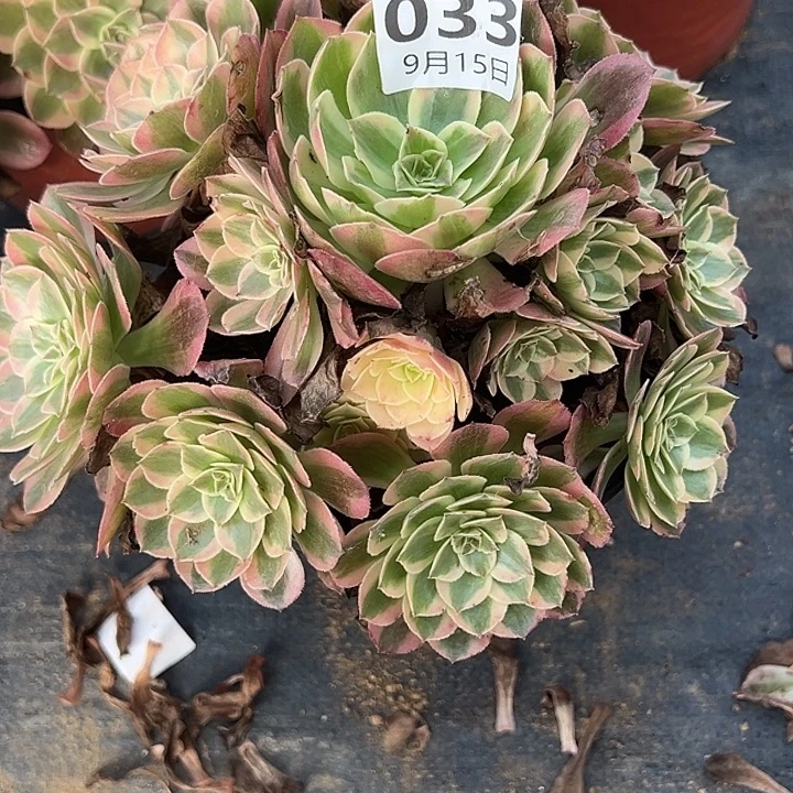 9.15-33云河多肉植物1