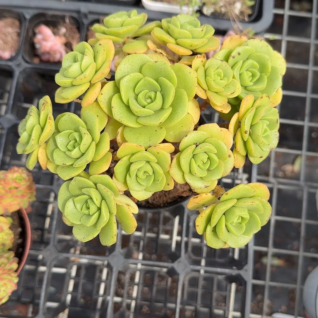百合丽丽多肉植物
