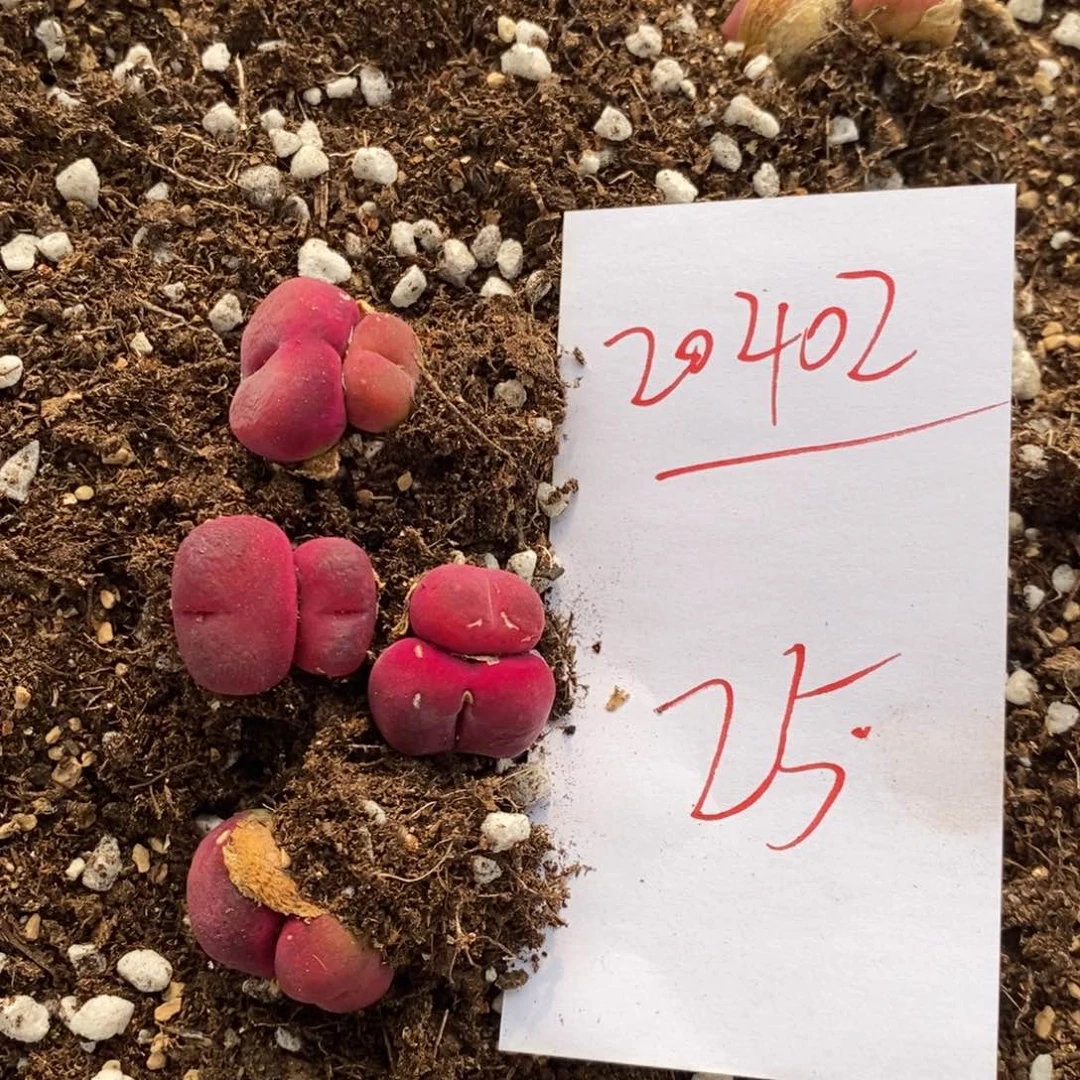 20402。