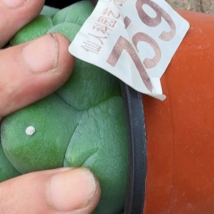 沙***家无花朵福利自根大尤759