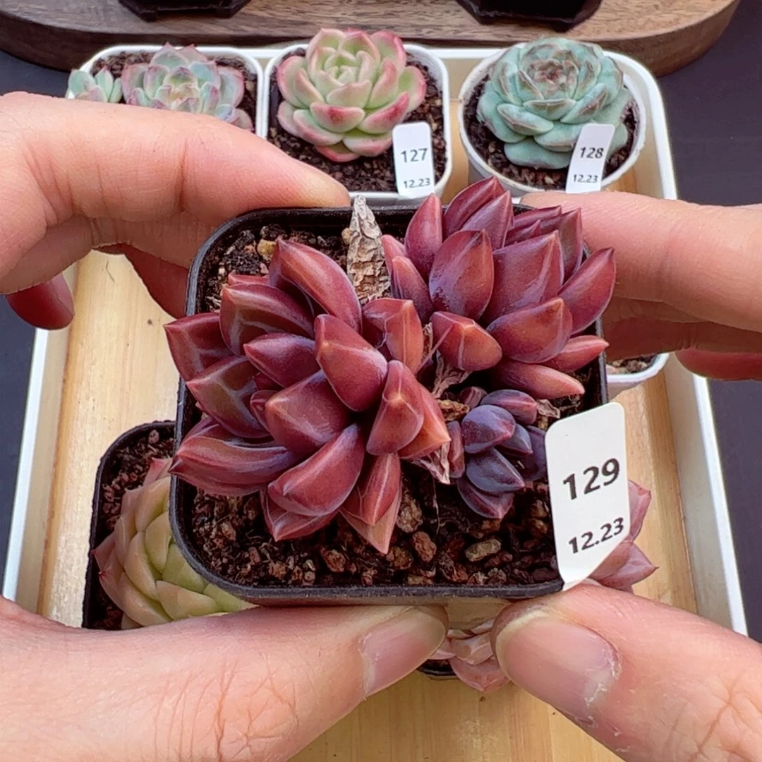 好好看129、哈哈哈哈