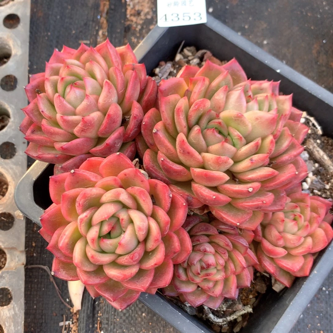 4353杂交多肉植物基地