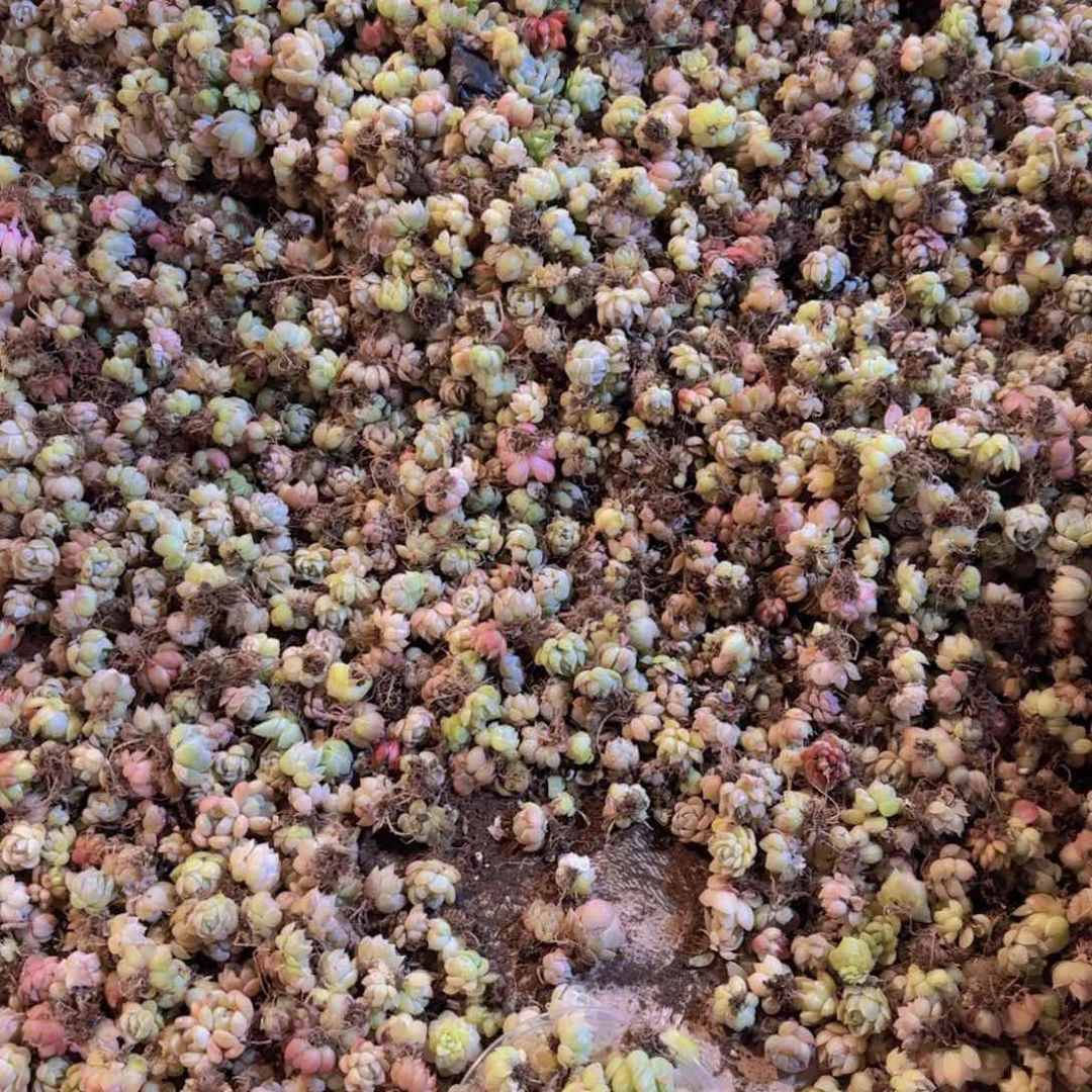 饭盒小苗保底30颗量拍