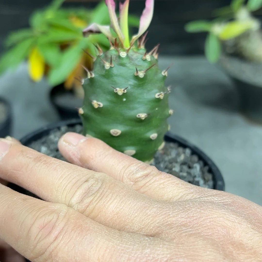 木*小瓶干麒麟88888888