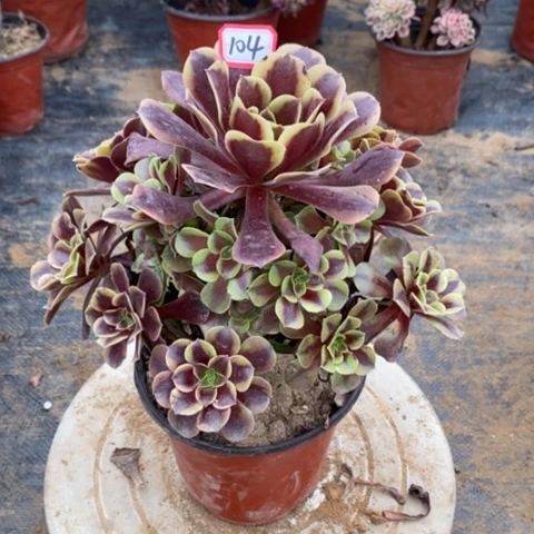 赵*欧嘉莉捧花一物一拍