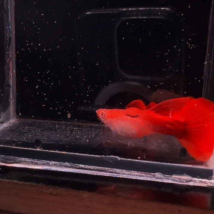 l***n孔雀鱼精品血红一对