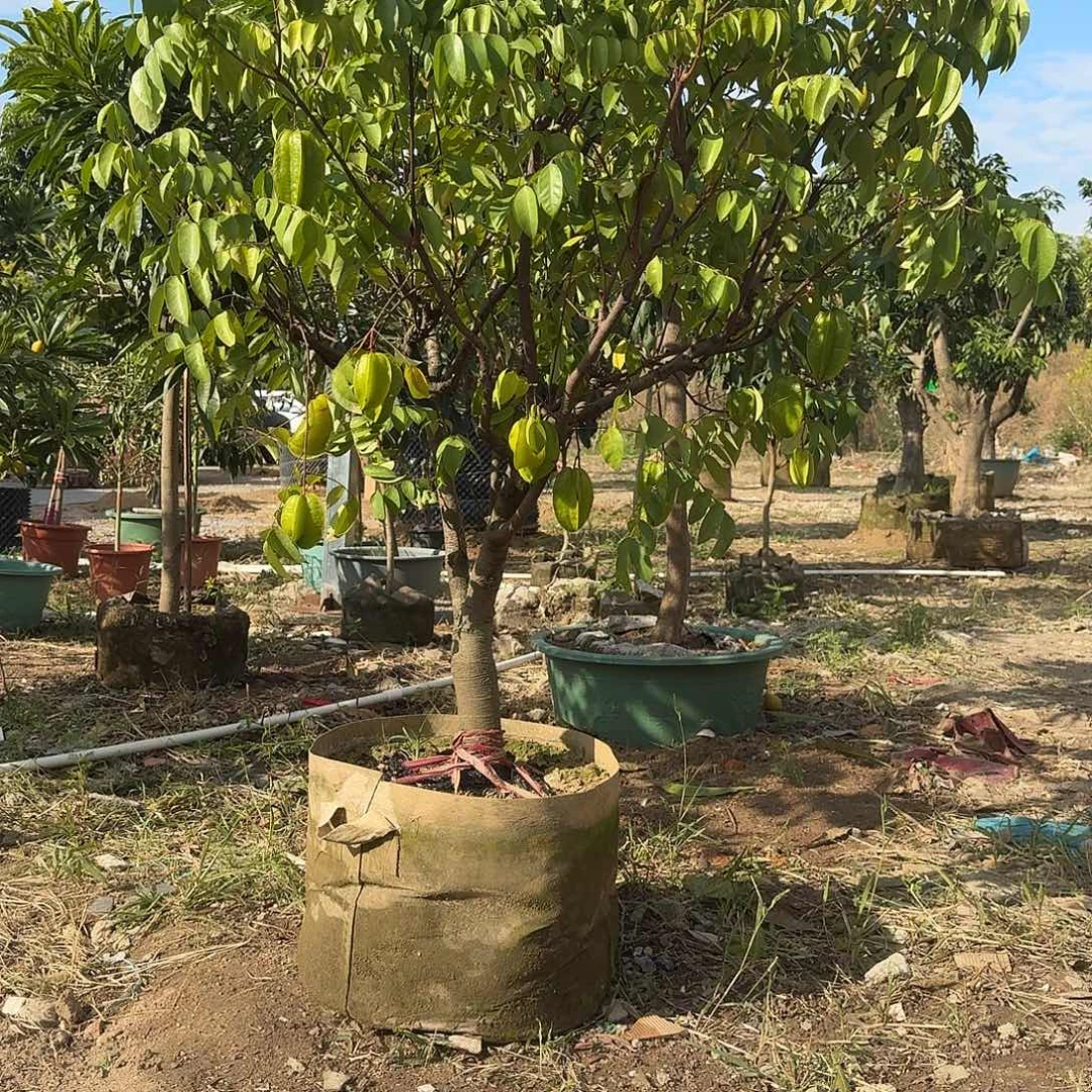 凯***完全开放果树果树11111111