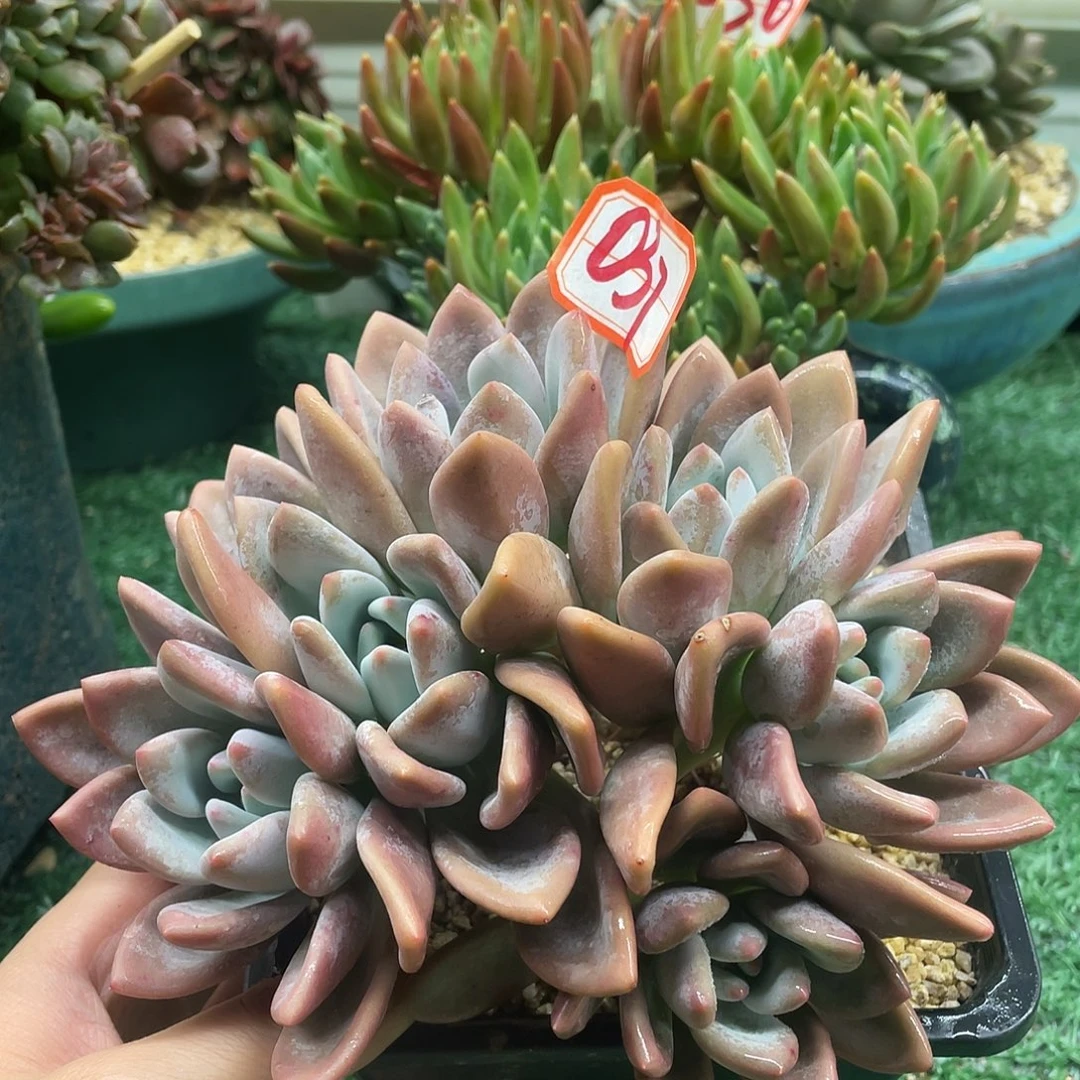 037一物一一拍一拍