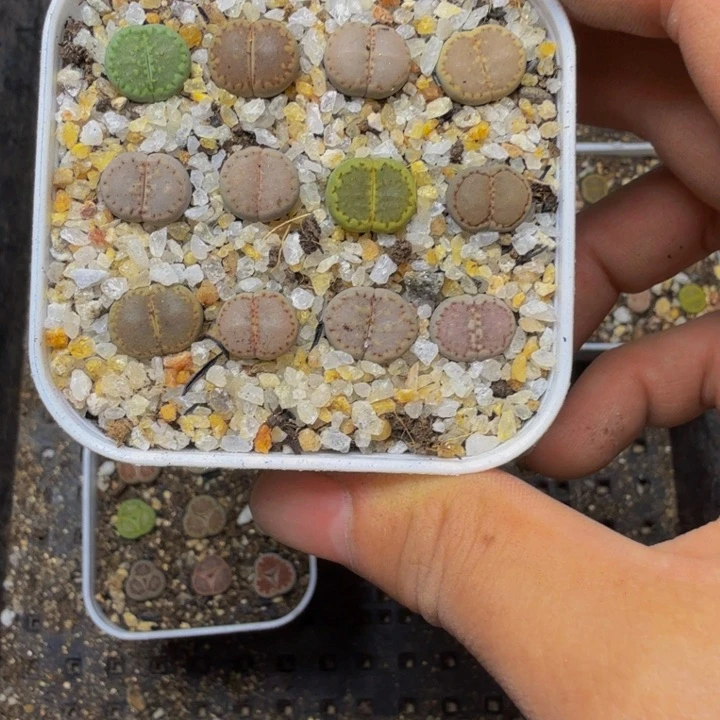 w***辰多肉植物的生长发育178