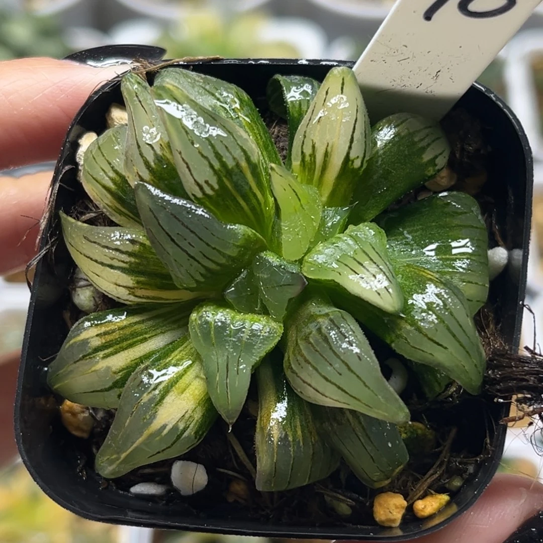 10缀化红纹寿锦福利专场