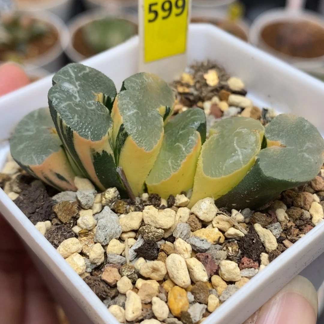 599大绳玉扇锦一物一拍