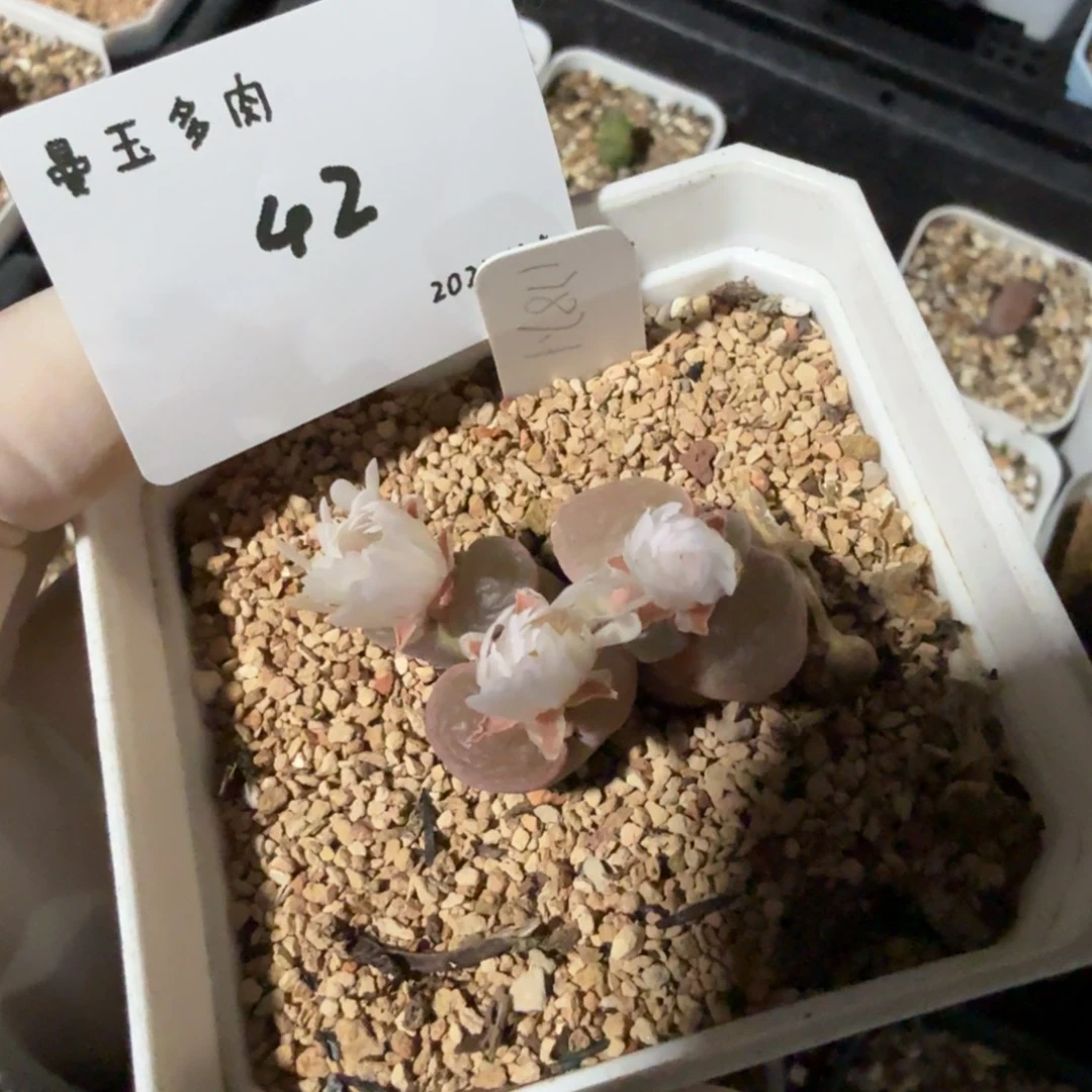 喜***刷多肉多肉多肉11.5-042