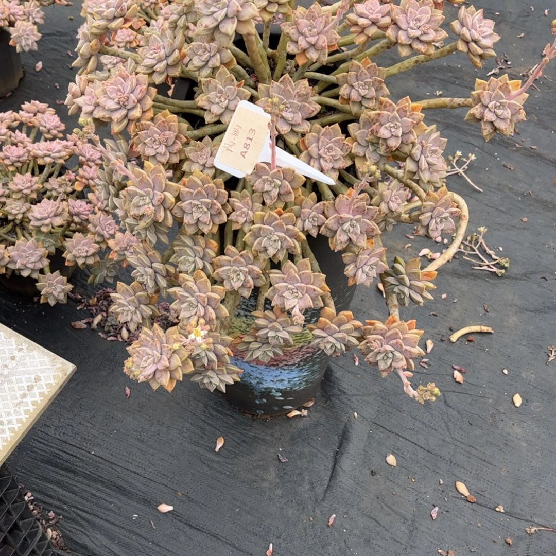 喜***欢阿伦陪813号1颗一物一拍