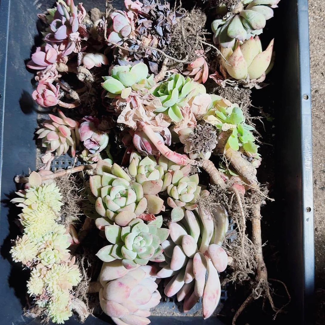 幸**棚满20包邮零下拍保温箱114号无售后