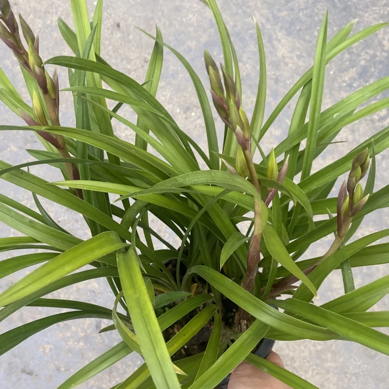 兰花黄莺三支花室内客厅好养易