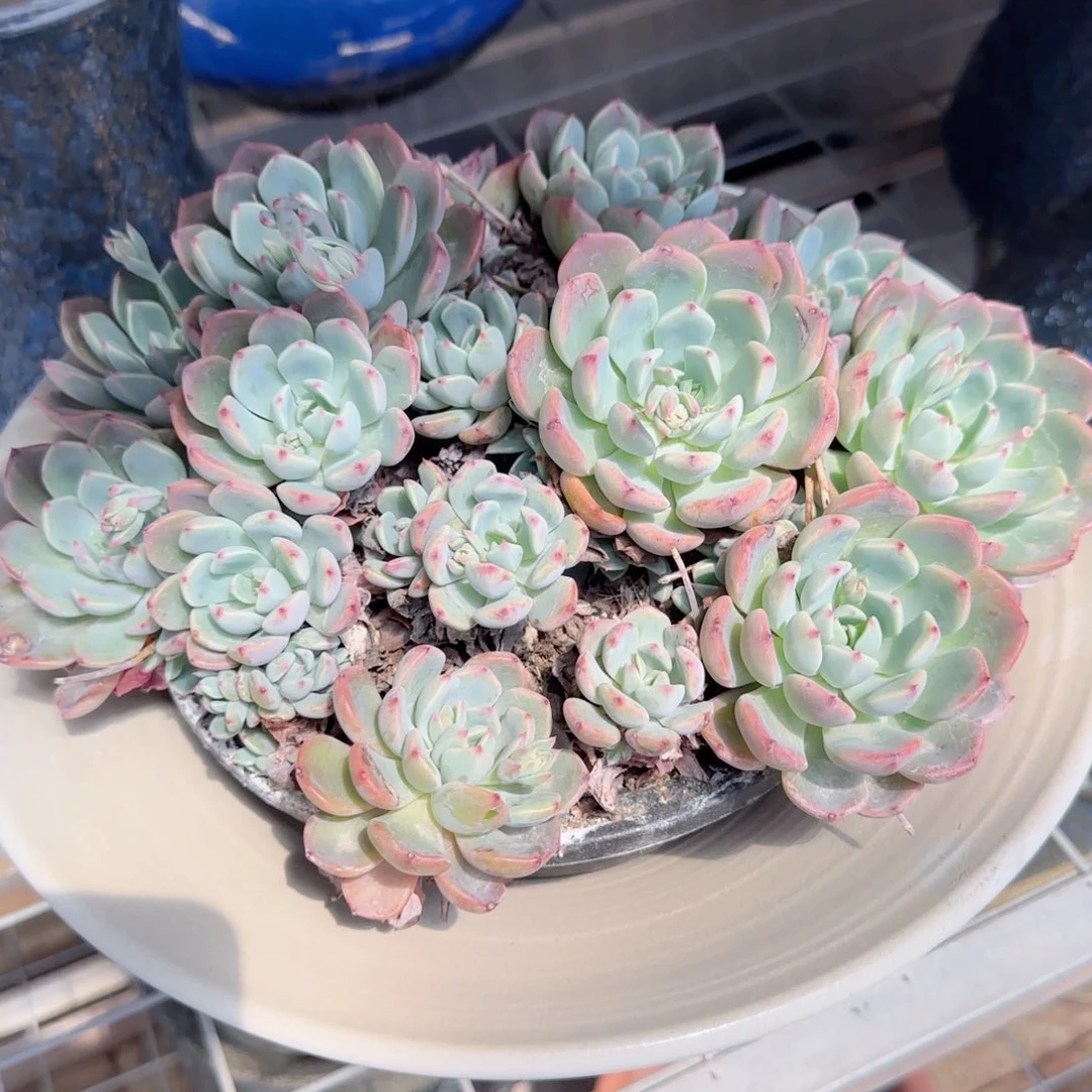 等*人娜娜小勾老桩多肉植物