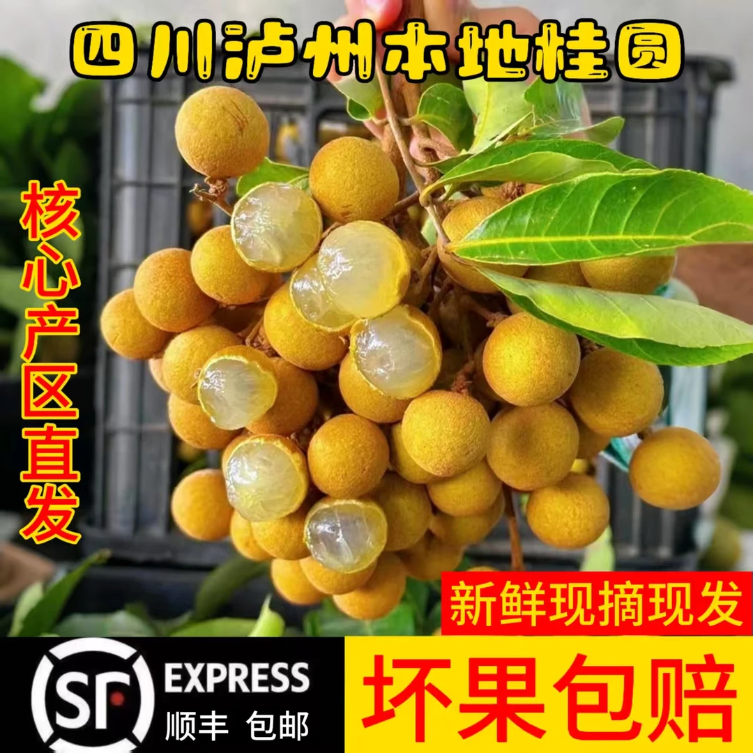 【顺丰包邮，省外首选】四川泸州本地桂圆新鲜清甜脆嫩多汁口感细腻
