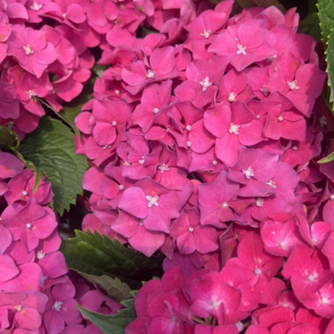 【红皇后】秀球精品盆栽