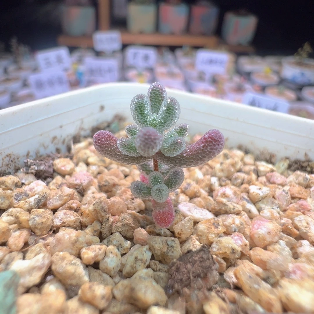 尺寸小，926实生粉冰晶，拍下不退不换