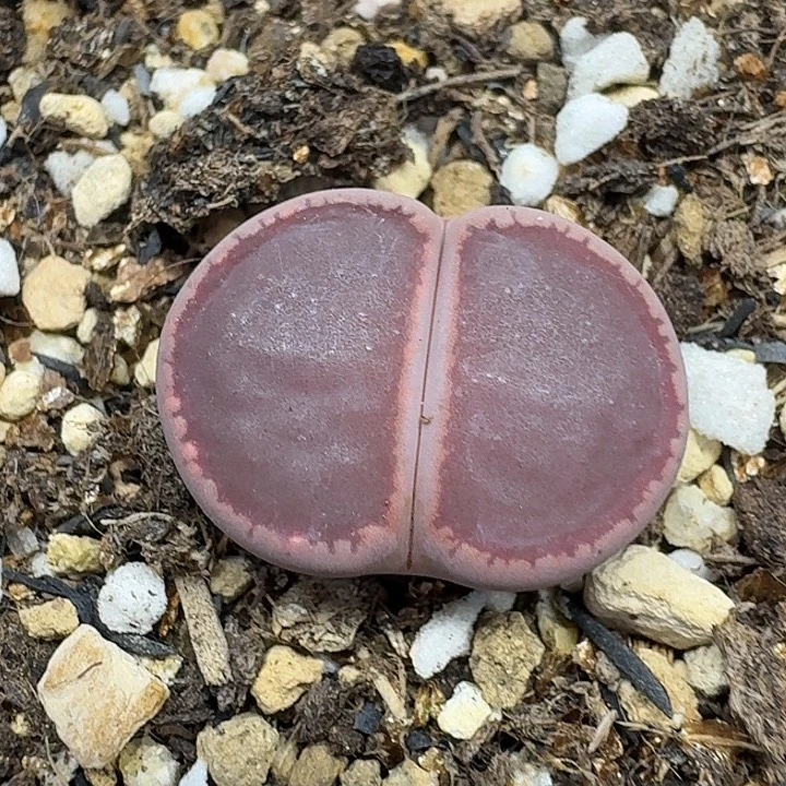 老马生石花ko2870