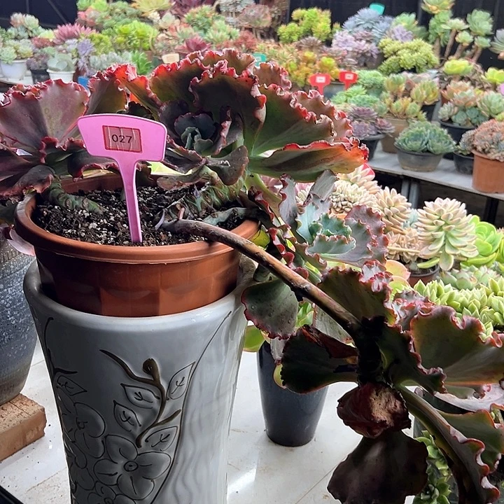 坏***人贝壳华丽多肉植物027