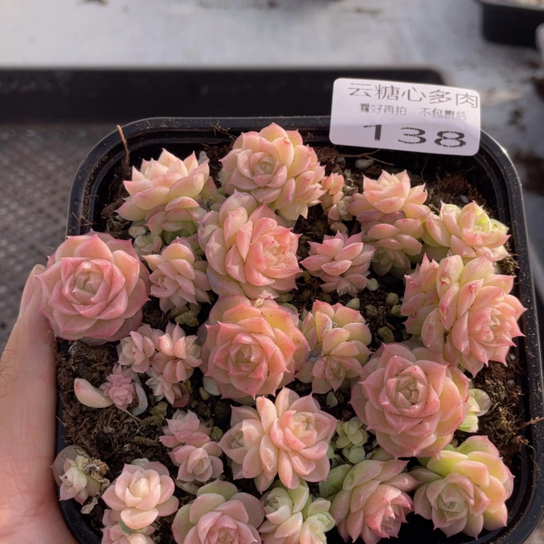 云糖心多肉植物138