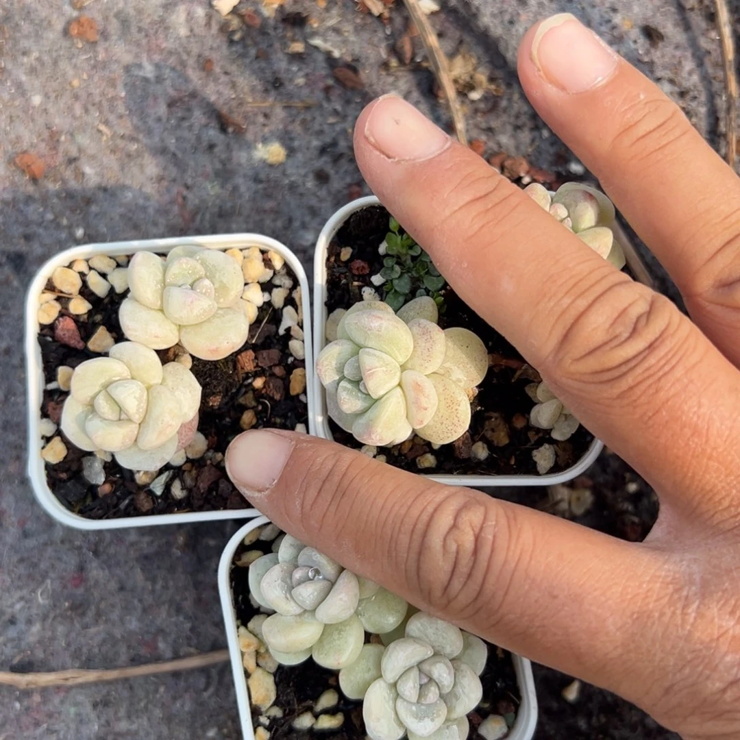 小卡拉米糖心一物一拍
