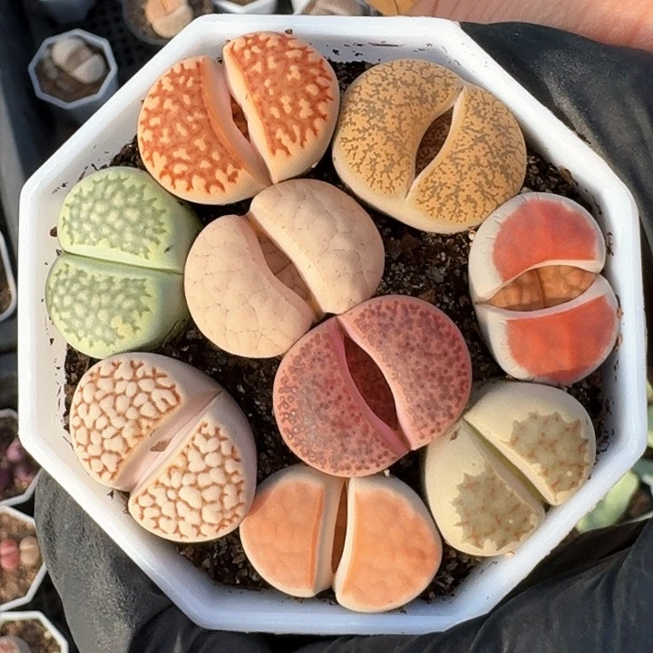 生石花11111。    87