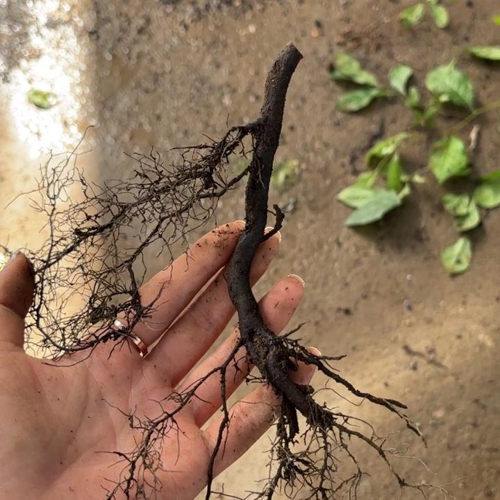 植****】梦之梦哈哈哈哈哈