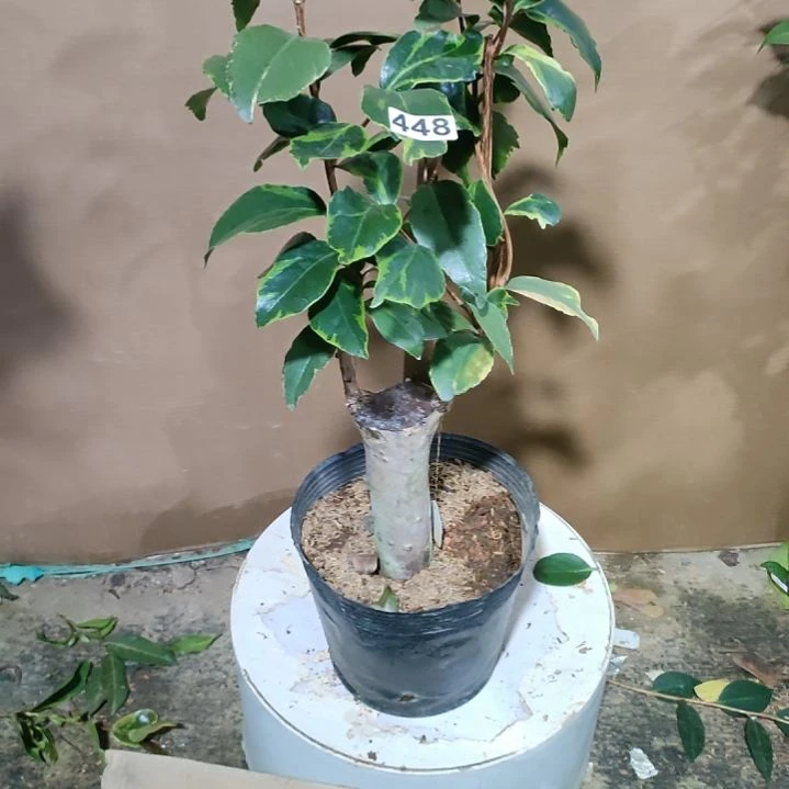 448独孤求败，原盆原土发货，不包邮