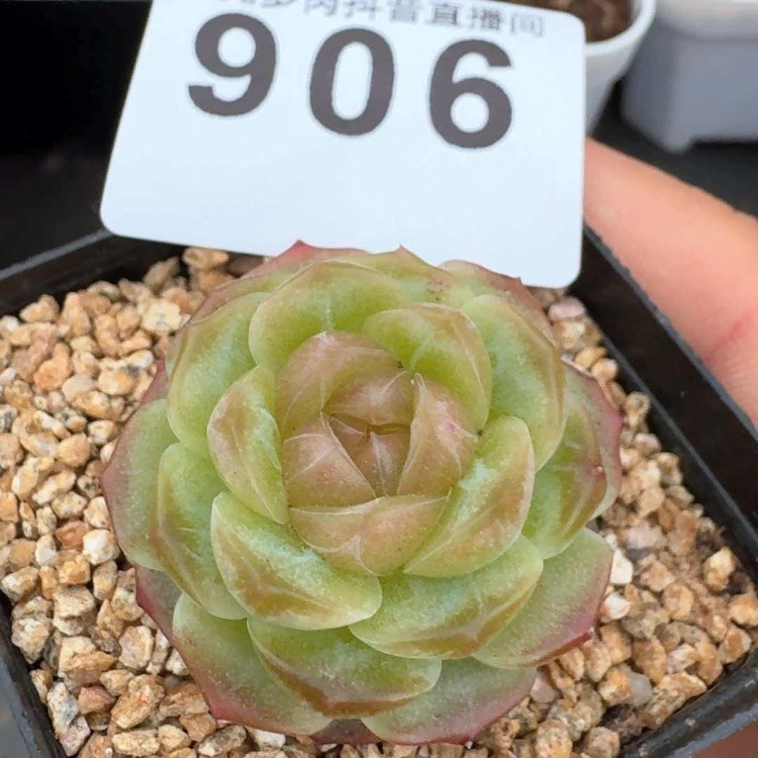 无尽灯         多肉植物