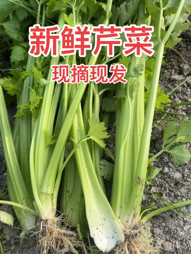 新鲜芹菜现挖农家自种新鲜蔬菜本地带叶芹菜榨汁山芹西芹非小香芹