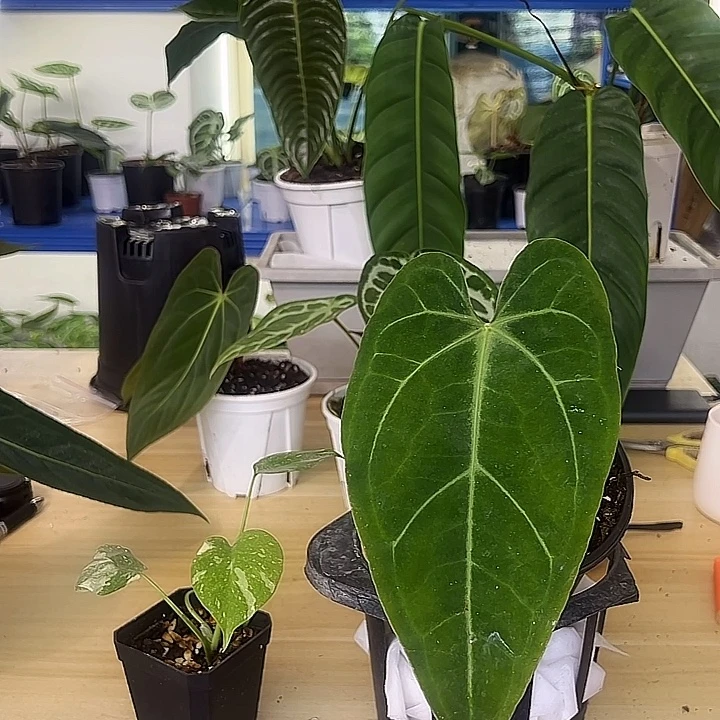 无花朵绿丝绒水晶花烛