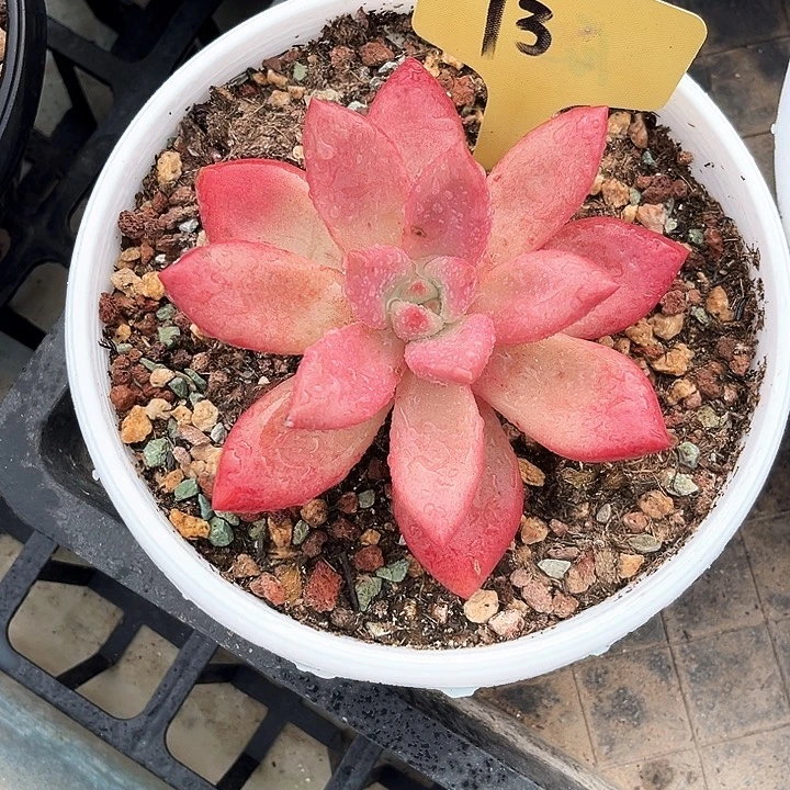 贺菲斯托13号码牌子的话