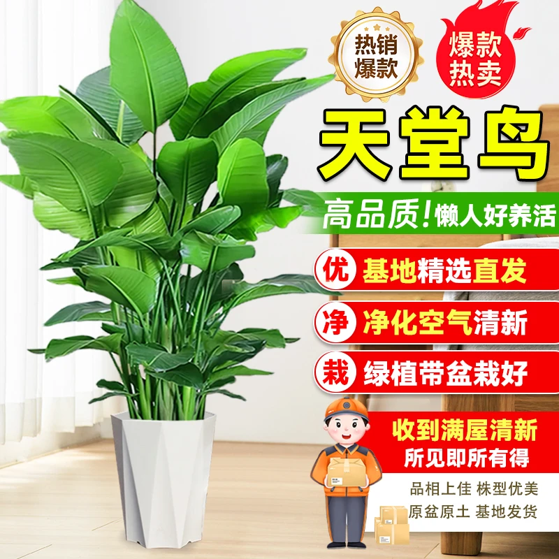 【送货上门】1.1-1.3米天堂鸟美观净化空气新手绿植物网红室内北欧